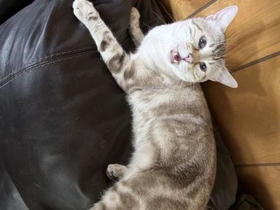 Marble Snow Lynx Bengal for Stud