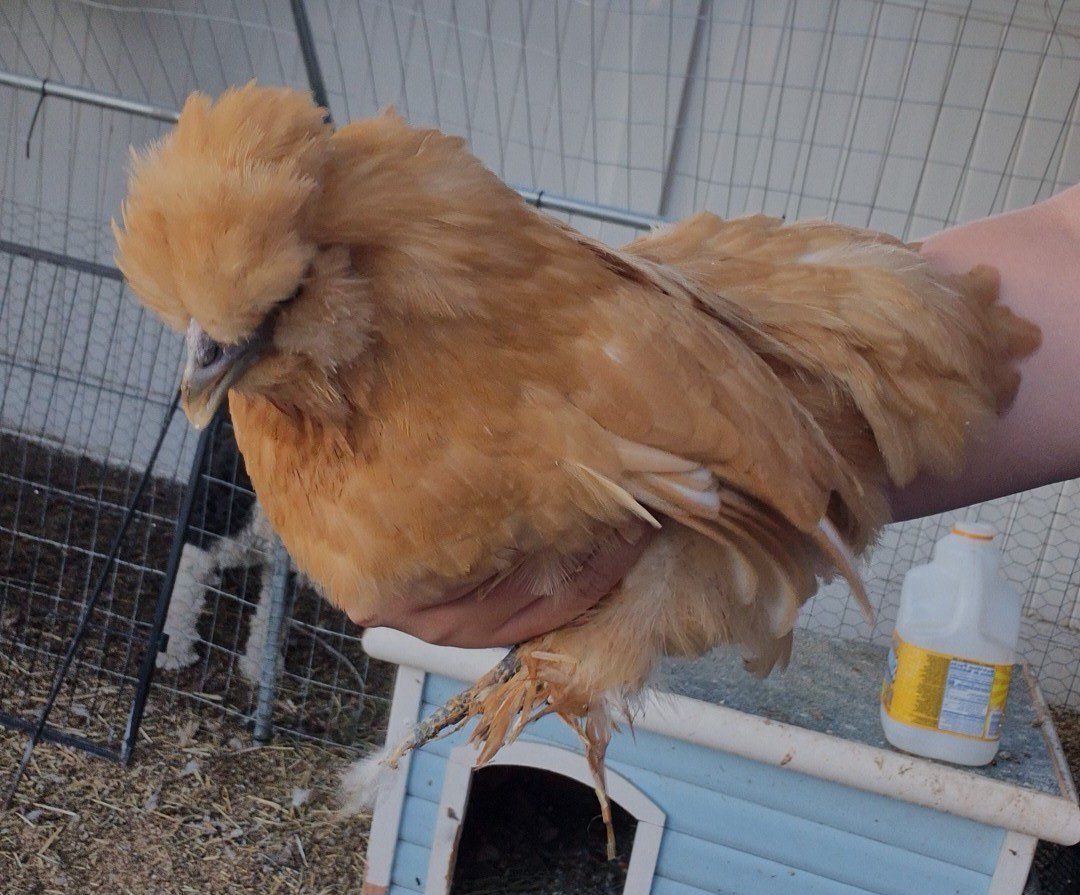 Silkie + Cochin Mixed Chicks