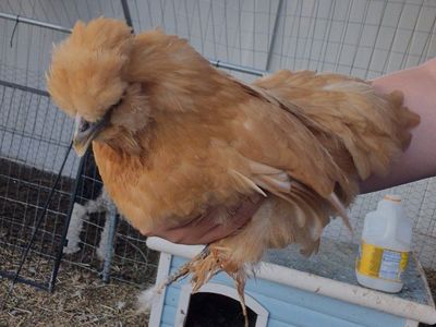 Silkie + Cochin Mixed Chicks
