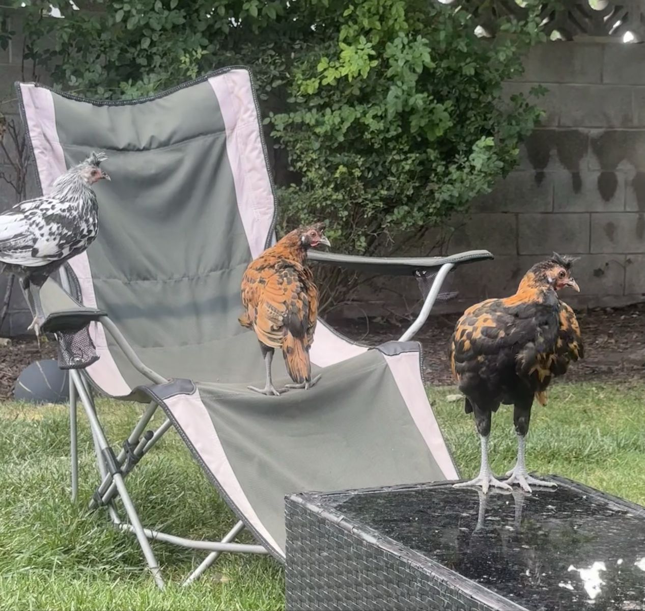 Free Three Healthy Roosters Golden appalenzer spitzvhaubens 2 months old! 