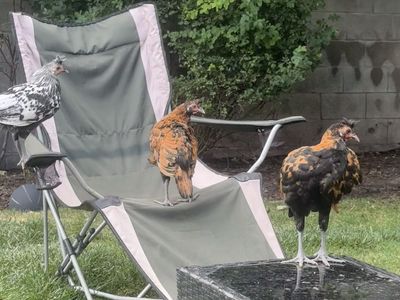 Free Three Healthy Roosters Golden appalenzer spitzvhaubens 2 months old!