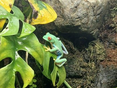 Red Eyed Tree Frog