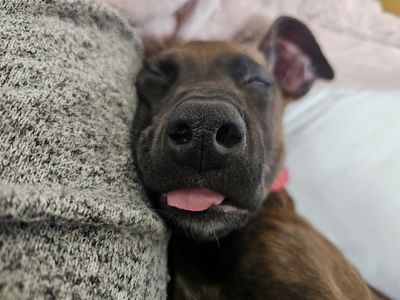 Doberman Pinscher mix puppy