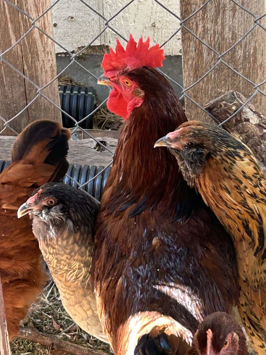 Young Rooster Chicken, Rhode Island Red
