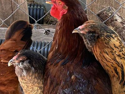 Young Rooster Chicken, Rhode Island Red