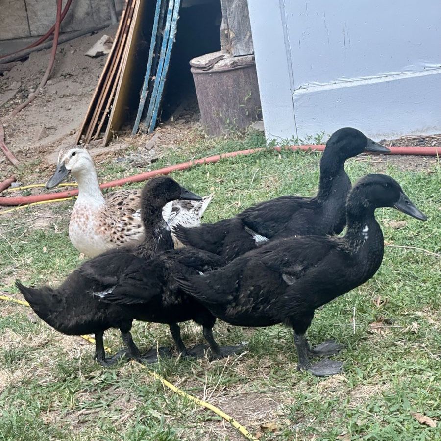 Beautiful Black Ducklings