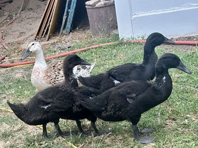 Beautiful Black Ducklings