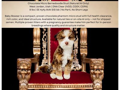 Baby Bowser - Chocolate Micro Bernedoodle Stud, 8 lbs, DNA Clear