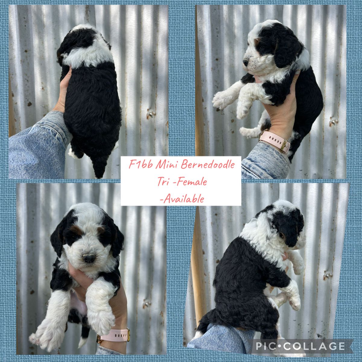Mini Bernedoodle F1bb
