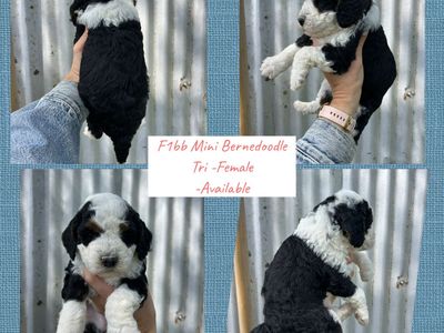 Mini Bernedoodle F1bb