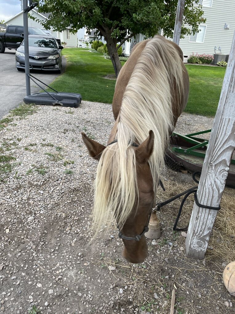 Silver Bay Rocky Mountain Stud