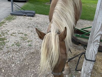 Silver Bay Rocky Mountain Stud