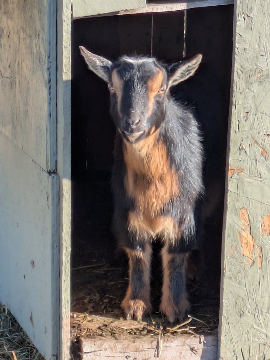 Female Nigerian Dwarf Goat for Sale!