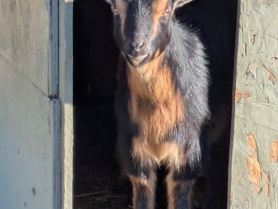 Female Nigerian Dwarf Goat for Sale!