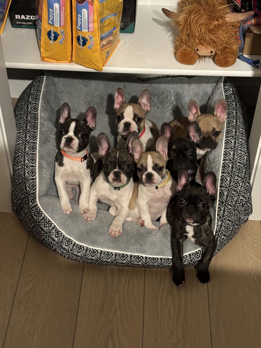 Male French Bulldog Puppies