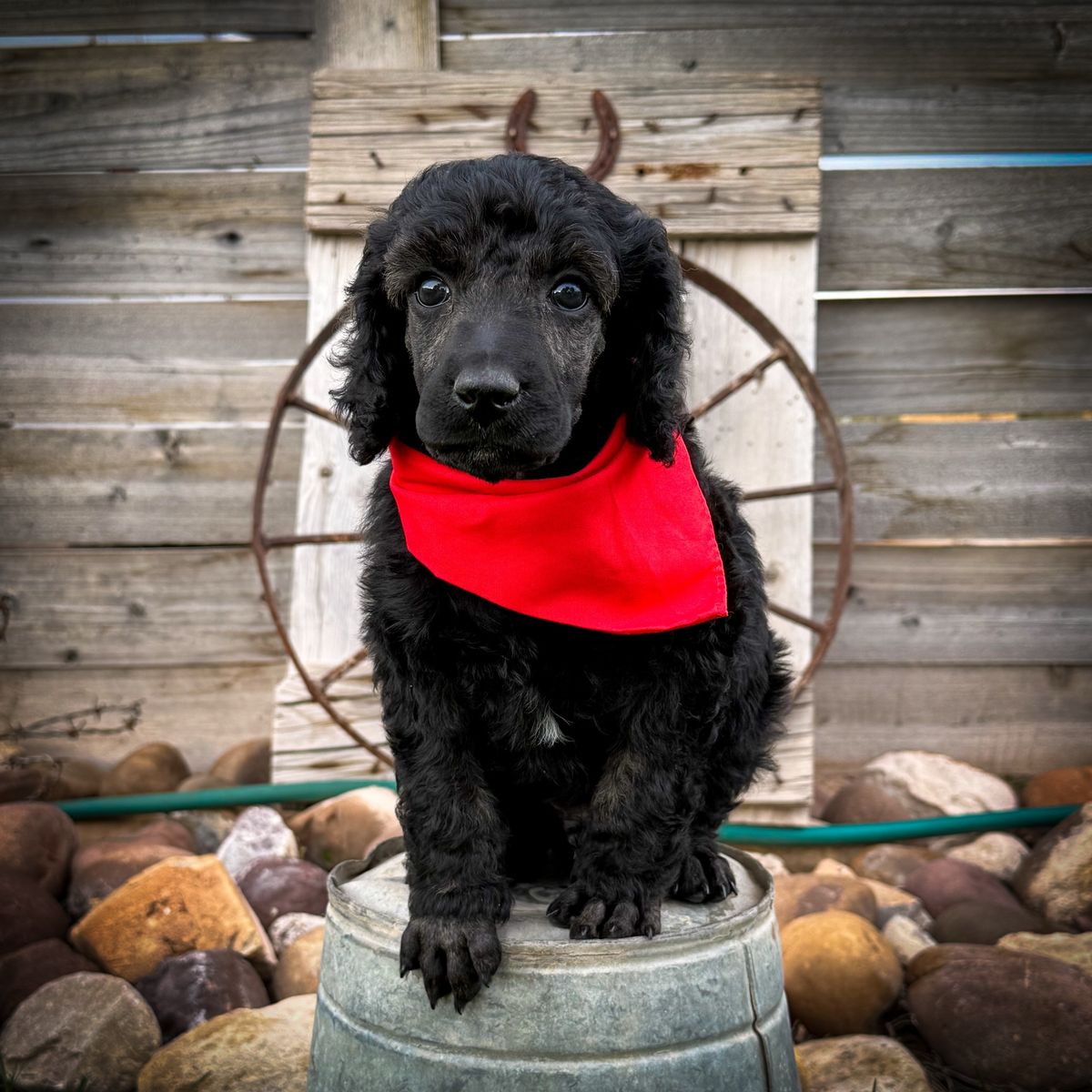 AKC Standard Poodles
