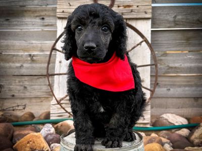 AKC Standard Poodles