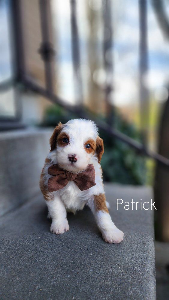 Micro Mini Bernedoodle