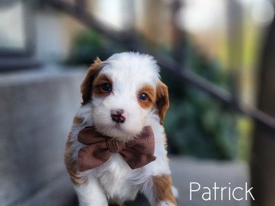 Micro Mini Bernedoodle