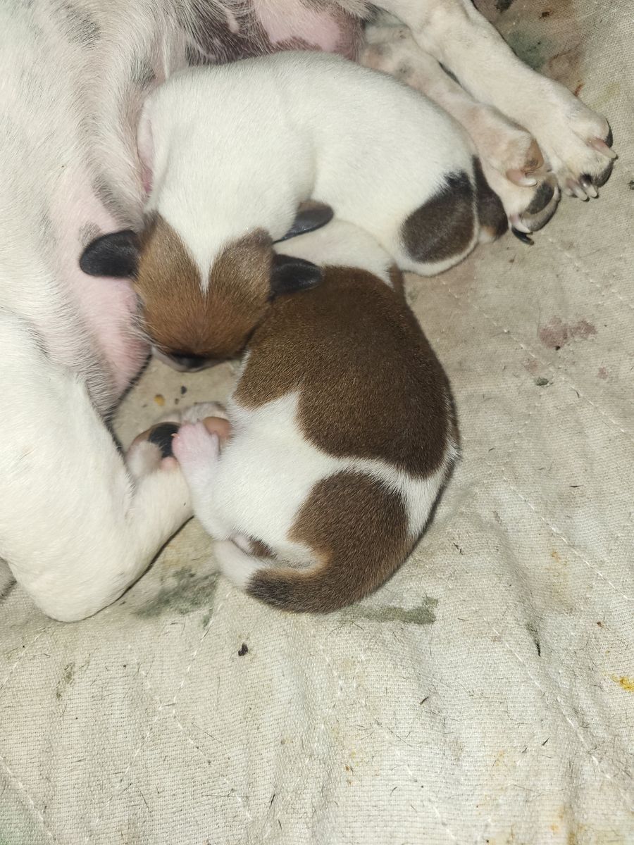 Minature Dachshund Puppies