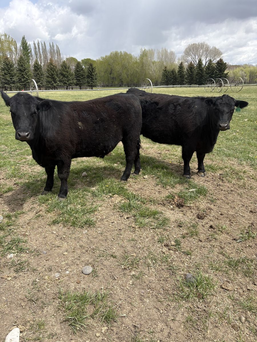 Grass fed grain finished beef