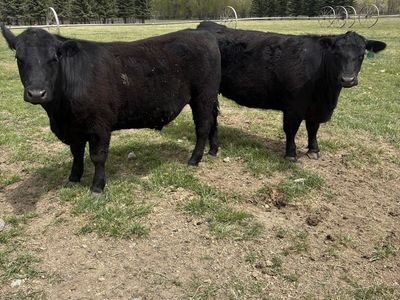 Grass fed grain finished beef