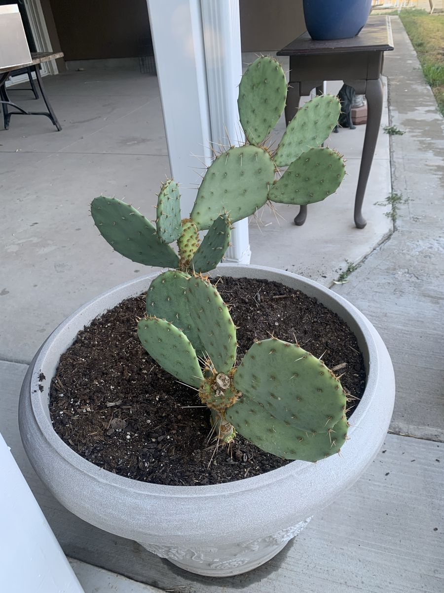 Large Potted Prickly Pear Cactus - Healthy and Thriving
