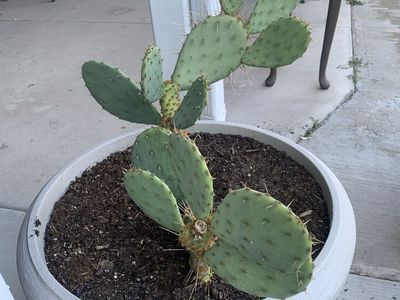 Large Potted Prickly Pear Cactus - Healthy and Thriving