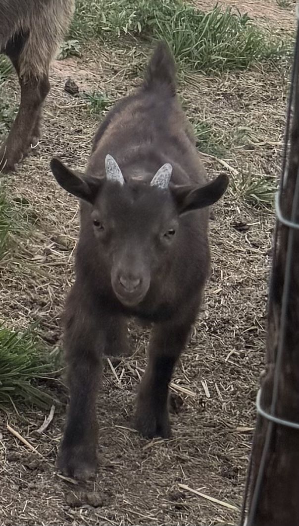 Nigerian Dwarf Buckling