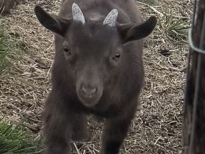 Nigerian Dwarf Buckling