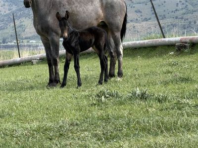 Blue roan Tennessee Walker mare