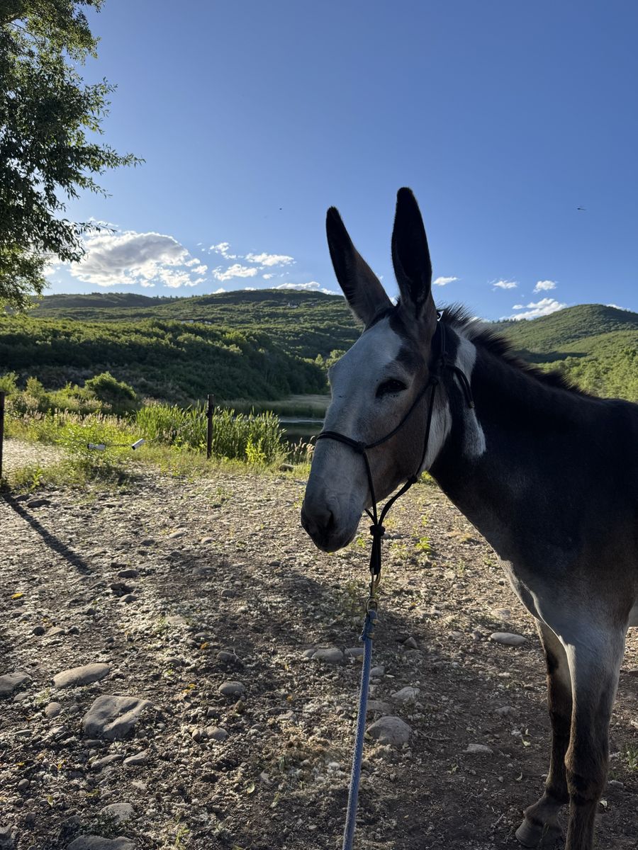 Mammoth Donkey -Jenny