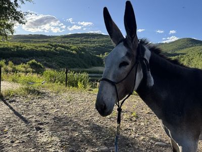 Mammoth Donkey -Jenny