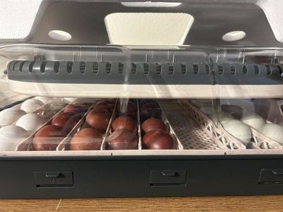 Spring Chick Waitlist