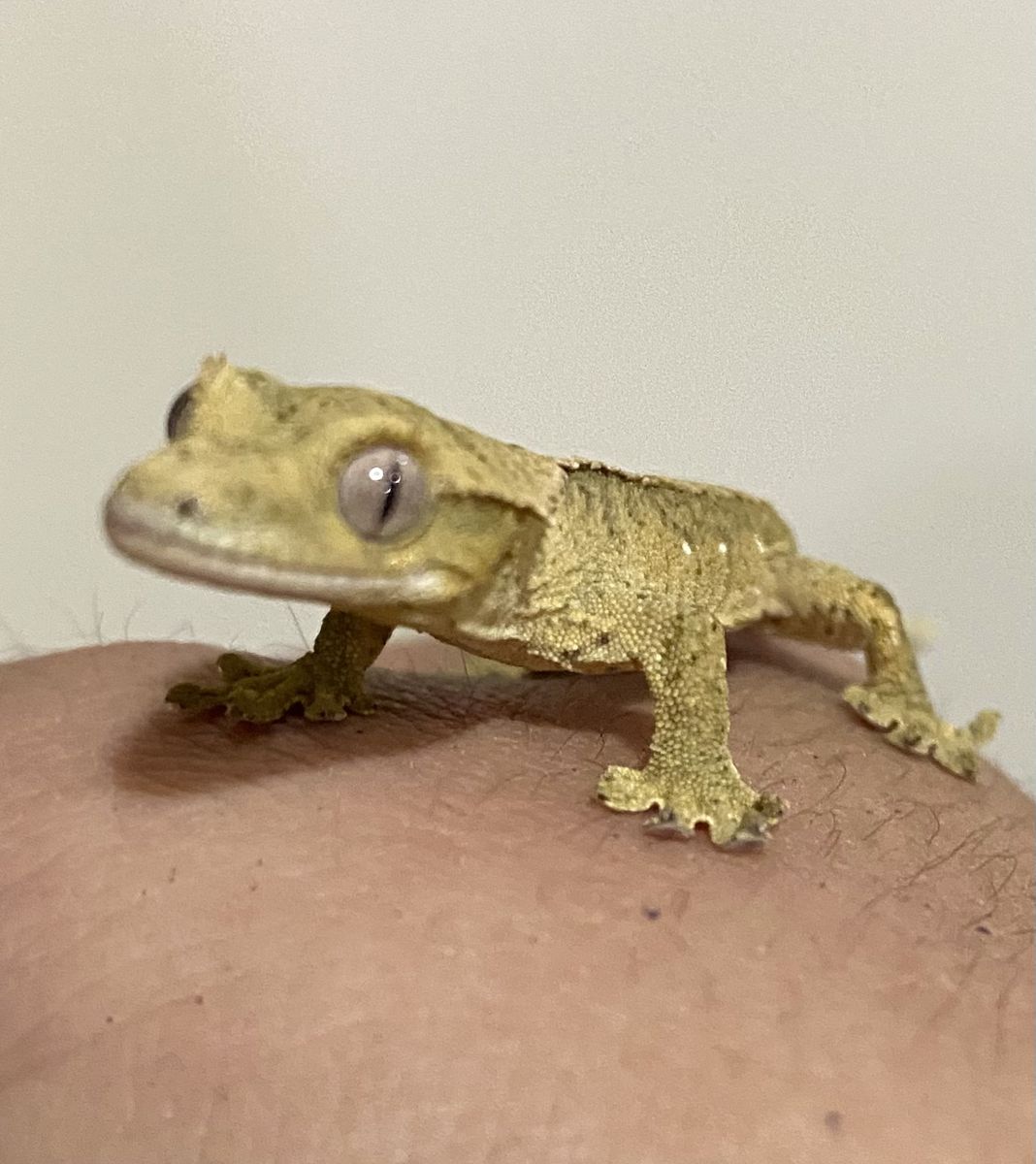 Baby Crested Gecko