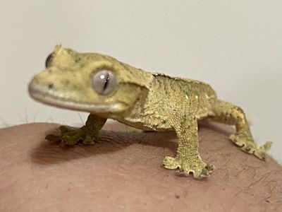 Baby Crested Gecko