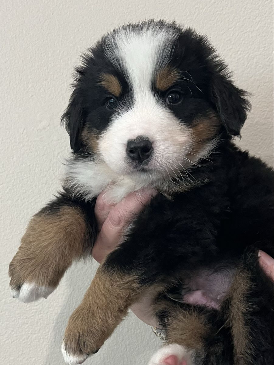 AKC Bernese Mountain Dog Puppies