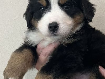 AKC Bernese Mountain Dog Puppies