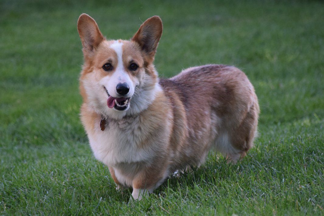 AKC Register Pembroke Welsh Corgi