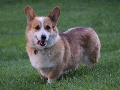 AKC Register Pembroke Welsh Corgi