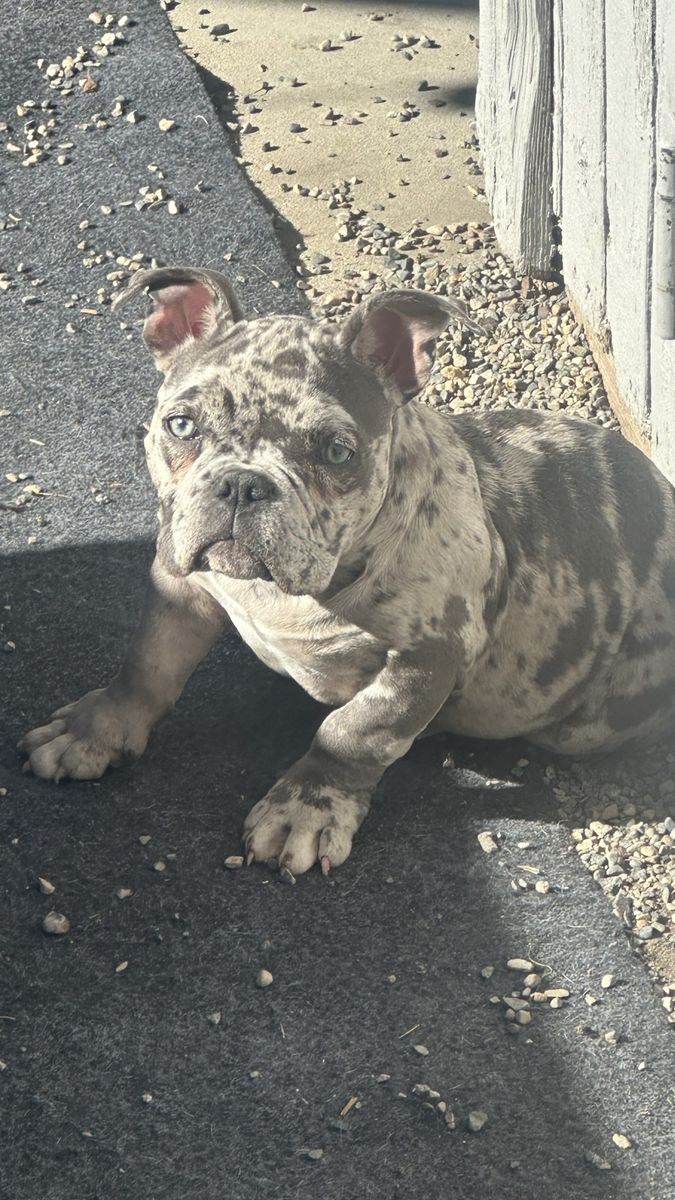 Rare Micro Pocket Exotic American Bully Female Dog