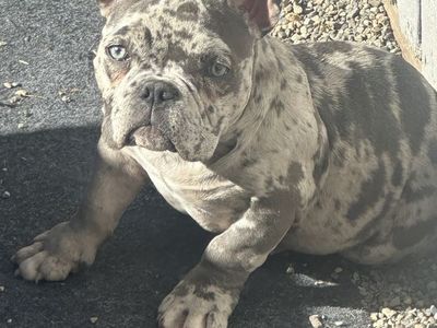 Rare Micro Pocket Exotic American Bully Female Dog