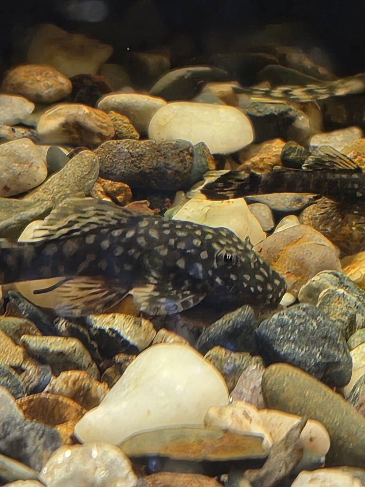 Freshwater Aquarium Pleco Fish - Various Colors and Sizes