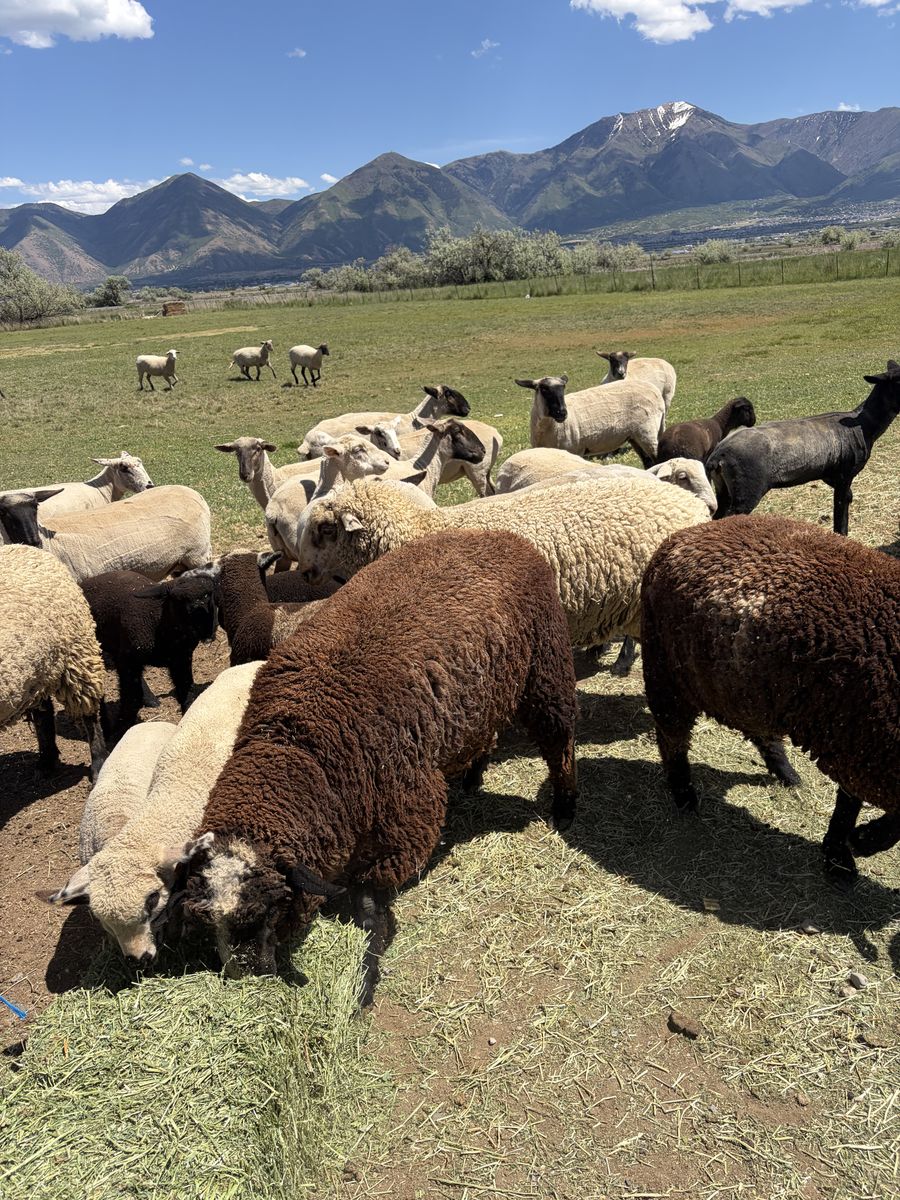 Sheep for sale