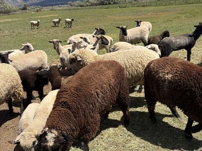 Sheep for sale