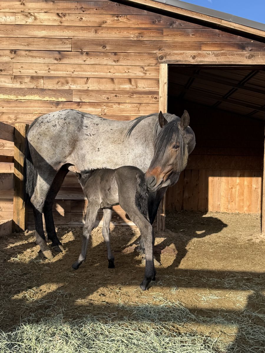 Riding / Broodmare