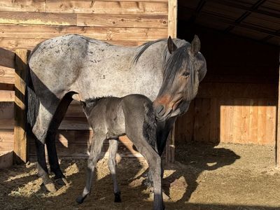 Riding / Broodmare