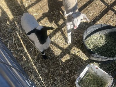 Dorper lambs