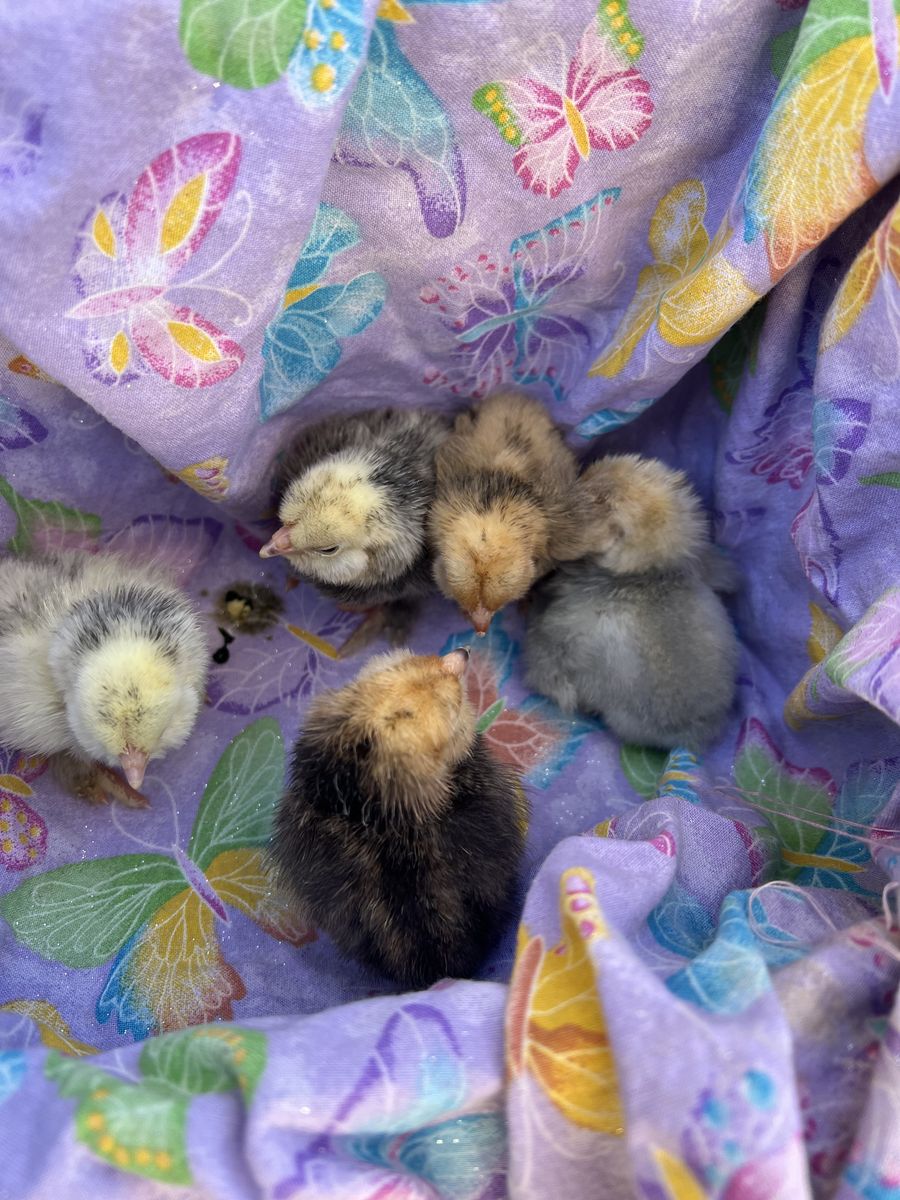 Porcelian And Mille Fluer D'Culle Chicks