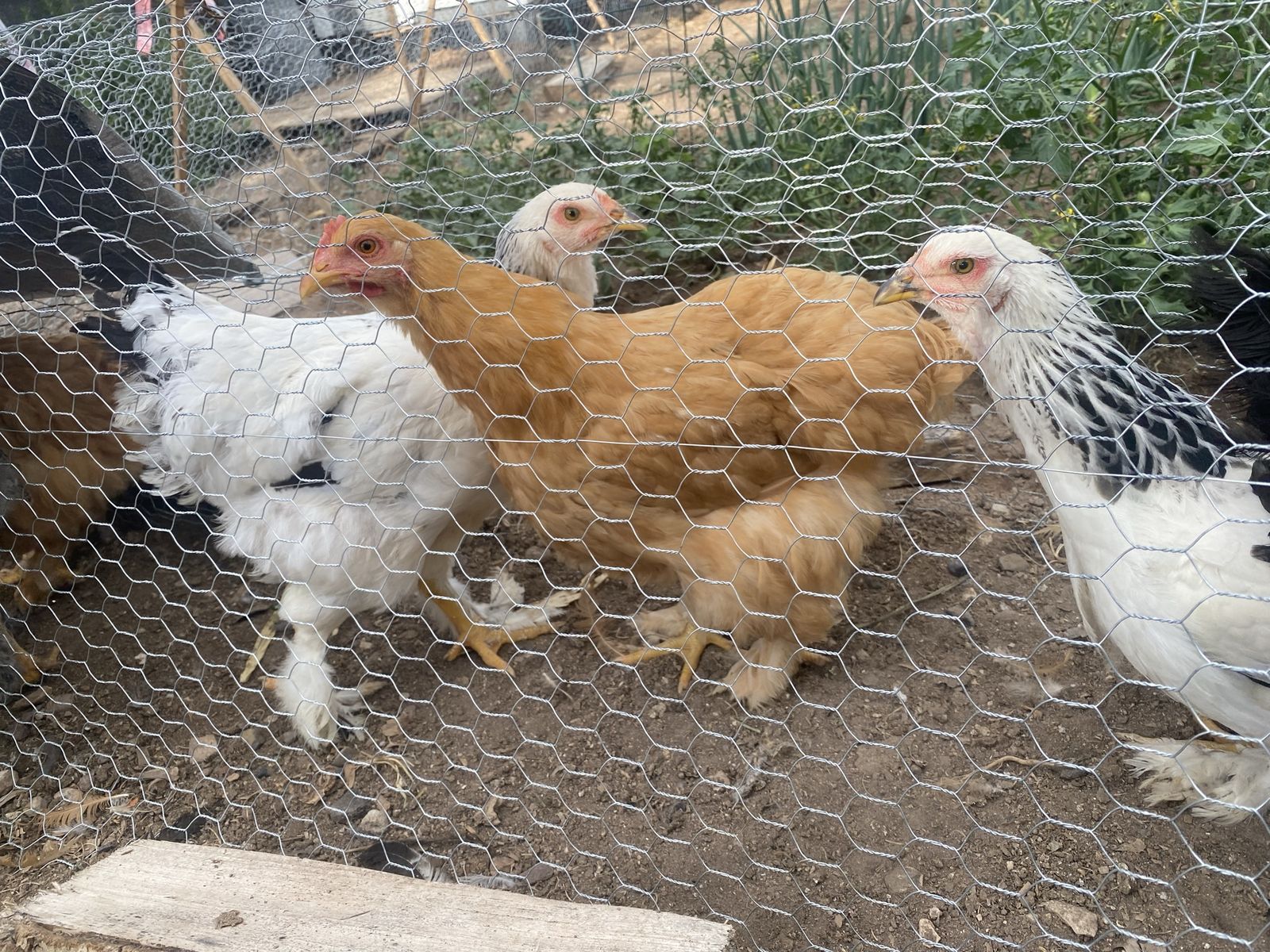 Chickens For Sale! $8